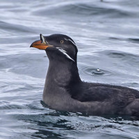 Rhinoceros Auklet